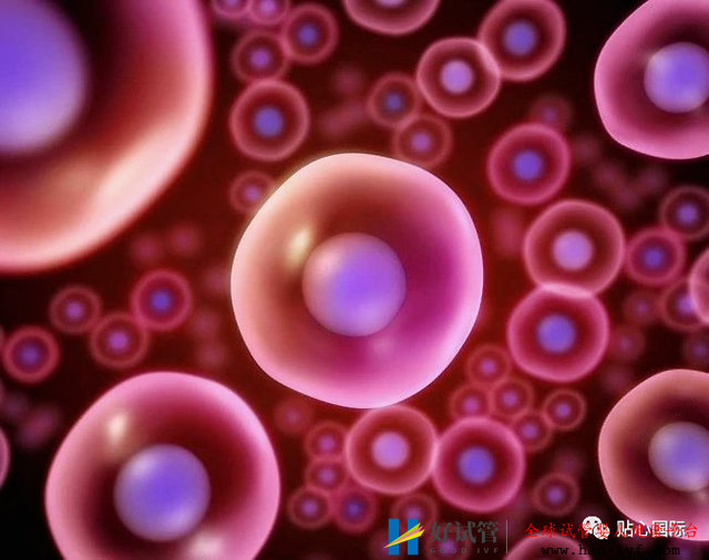 第三代试管要取多少卵子才可以成功得到一个健康的试管宝宝?(图1) 第三代试管要取多少卵子才可以成功得到一个健康的试管宝宝?(图1)