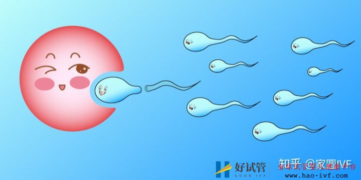 女性46岁做试管婴儿成功的把握有多少(图6) 女性46岁做试管婴儿成功的把握有多少(图6)