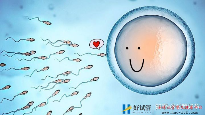 关于试管流程、费用、时间,最全归纳整理分享!(图2) 关于试管流程、费用、时间,最全归纳整理分享!(图2)