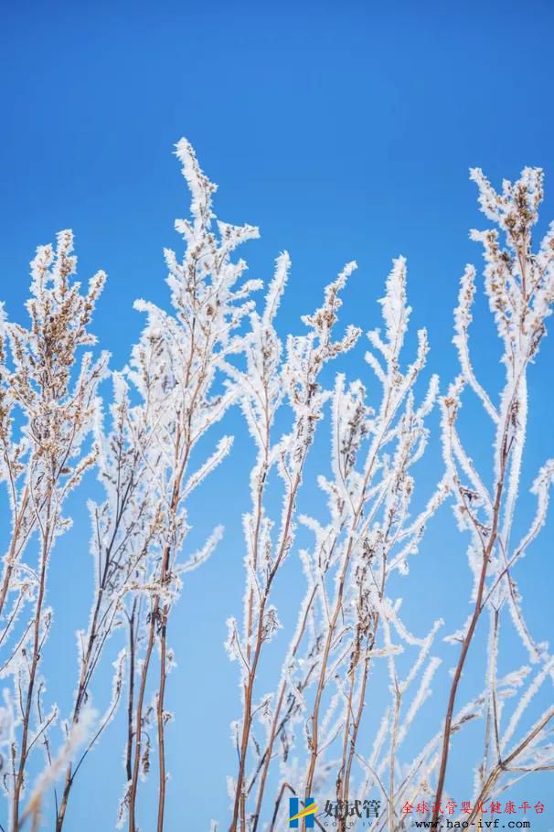 多囊卵巢综合症患者可以做试管婴儿吗?(图1) 多囊卵巢综合症患者可以做试管婴儿吗?(图1)