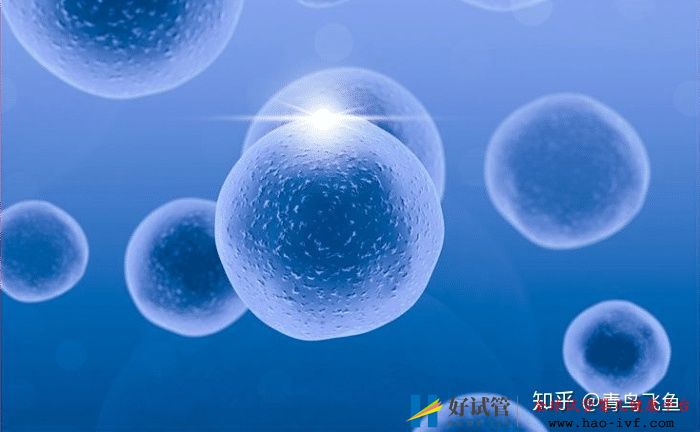 试管婴儿龙凤胎费用(图2) 试管婴儿龙凤胎费用(图2)