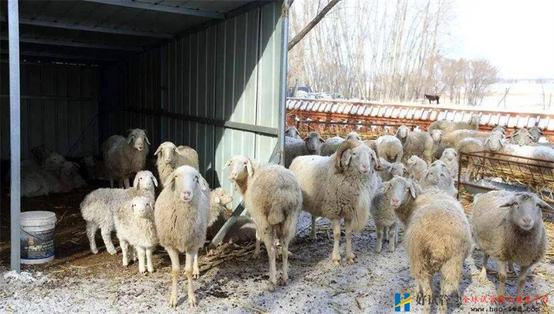 养一只羊,从购买到出售需要多少费用?(图1) 养一只羊,从购买到出售需要多少费用?(图1)