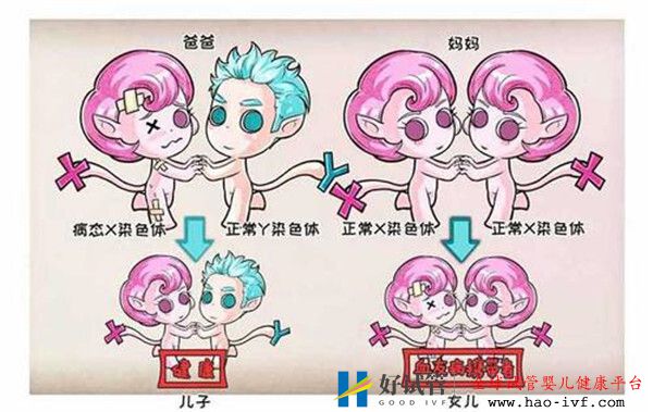 高龄夫妻试管前需要了解传男不传女的三种常见基因遗传疾病(图1) 高龄夫妻试管前需要了解传男不传女的三种常见基因遗传疾病(图1)