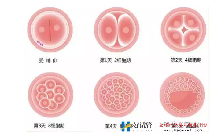 移植后验孕,最快要等几天(图1) 移植后验孕,最快要等几天(图1)