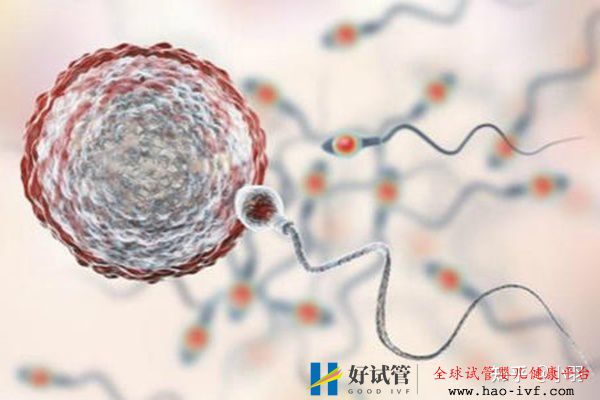 一文带你了解试管婴儿整个流程个各个环节时间节点的...(图3) 一文带你了解试管婴儿整个流程个各个环节时间节点的...(图3)