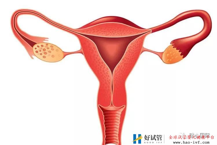 习惯性流产可以做供卵试管避免吗?流产后多久可以做试管婴儿?(图1) 习惯性流产可以做供卵试管避免吗?流产后多久可以做试管婴儿?(图1)