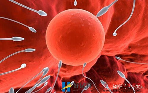 饮酒导致精子质量下降 或与肠道菌群有关 饮酒导致精子质量下降 或与肠道菌群有关