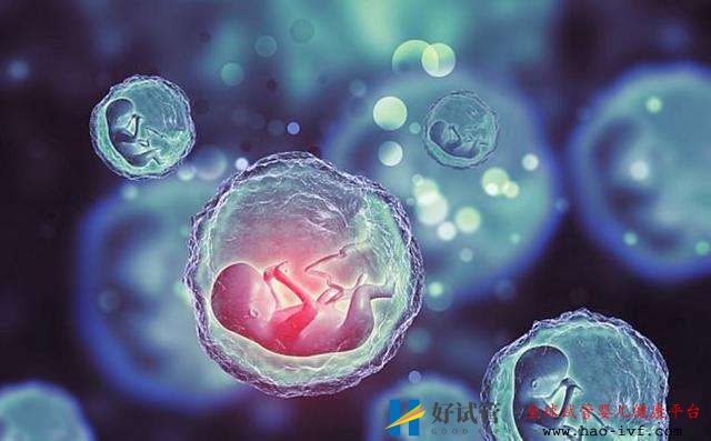 试管婴儿过程鲜胚、冻胚、囊胚哪个移植成功率高?(图1) 试管婴儿过程鲜胚、冻胚、囊胚哪个移植成功率高?(图1)