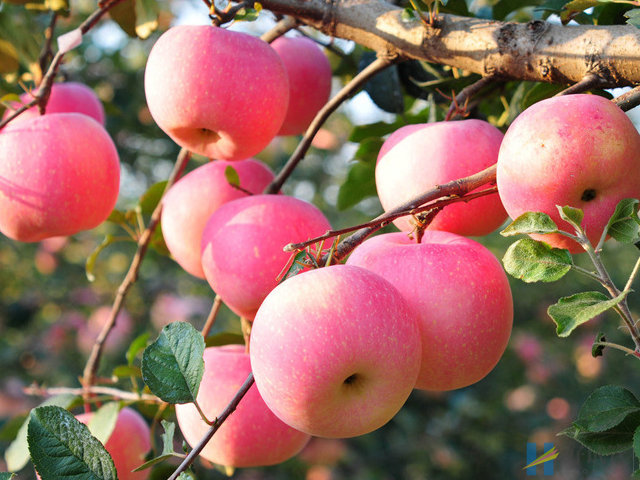 试管促排期间这样吃,养成又大又圆优质卵泡不用愁!(图2) 苹果有助于卵泡的发育