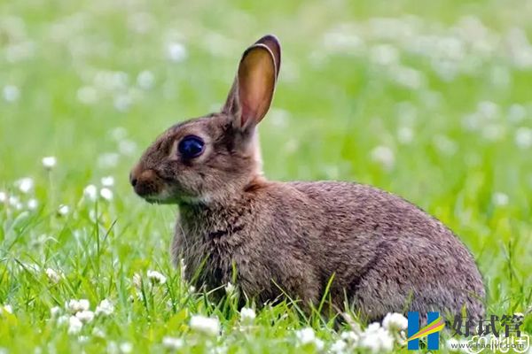 不造添丁又添喜4大生肖速览!60s弄清绝对怀孕属相(图1) 属猪的人兔年会怀上宝宝