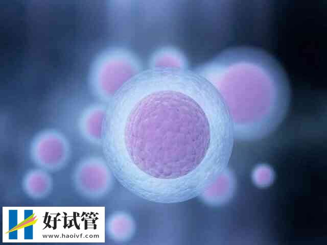 黔东南试管婴儿的专业术语有哪些(图2) 窦卵泡就是基础卵泡