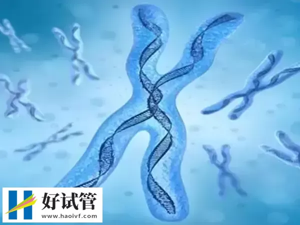 凉山试管婴儿为什么要做染色体检查(图1) 染色体异常会影响试管成功率