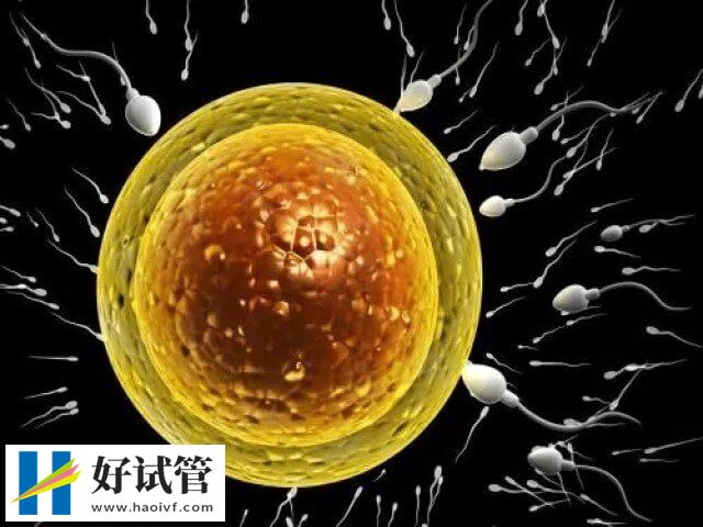 试管婴儿期间卵子质量不好是为什么(图1) 卵子质量不好会影响试管成功率