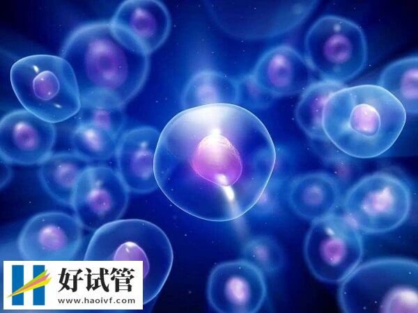 沈阳妇婴医院做试管有哪些流程(图1) 取卵试管婴儿的流程之一