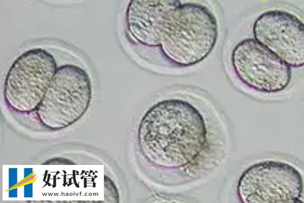 做试管婴儿攒胚胎和养囊胚胎区别是什么(图3) 攒胚胎后要冷冻保存