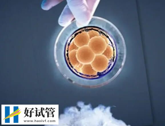 桑葚胚胎移植成功率多少(图1) 发育3天的胚胎外形像桑葚因此得名桑葚胚