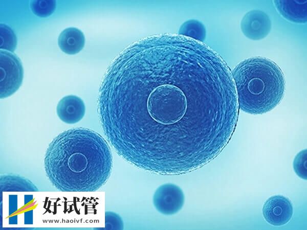 做试管婴儿什么情况下要养囊(图1) 试管养囊成功率不高