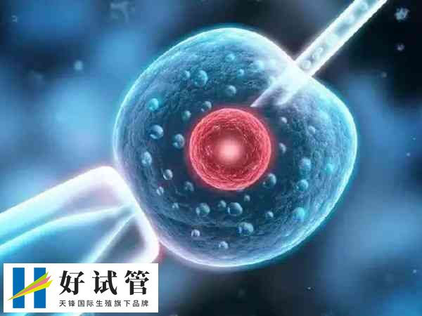 取卵和不取卵有无区别(图1) 取卵的损伤可能更大一些