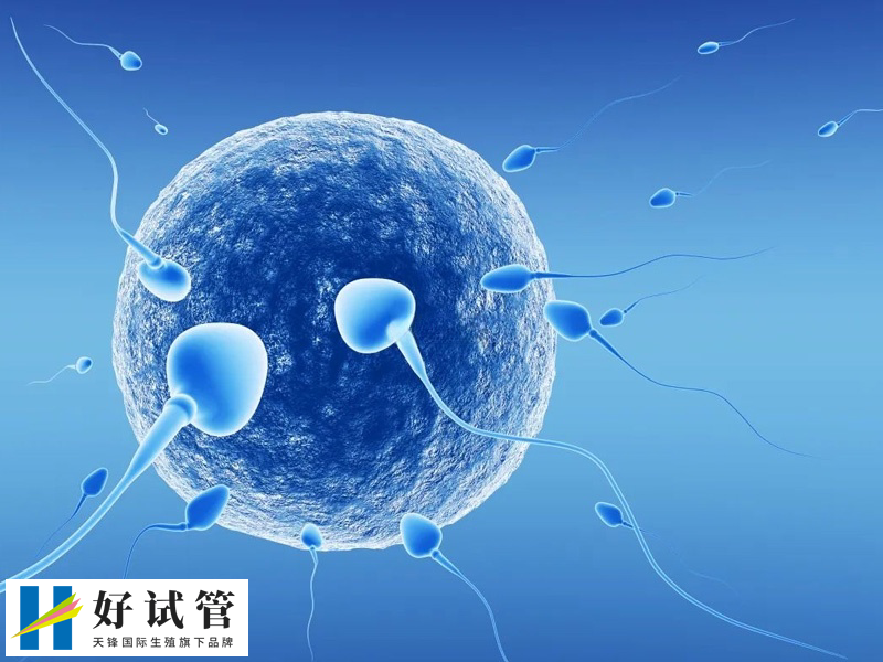 进周促排卵后取多少卵泡比较合适(图2) 获取10-15个卵是最理想的状态