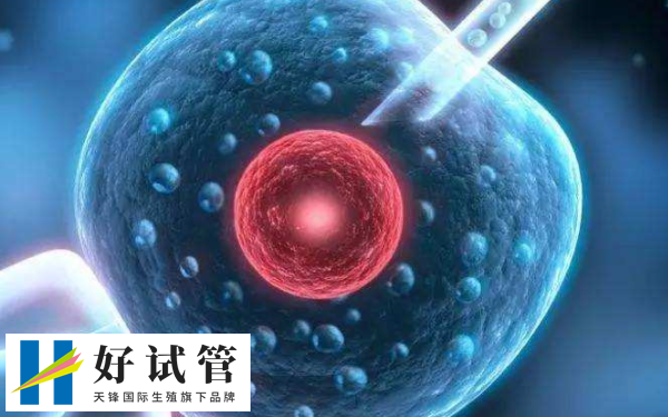 女性供卵自怀最高年龄段是多少岁(图1) 供卵自怀的最高年龄通常建议在40岁以下