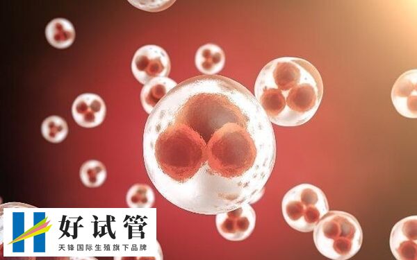 试管取了4个卵成功率高不高(图1) 取卵数量会影响移植成功率