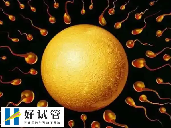 试管婴儿费用高不高(图2) 一个试管周期的总成本大概3~8万元不等