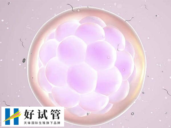 三代试管PGD技术检测是否必须养囊(图1) 囊胚送检需要1个月时间