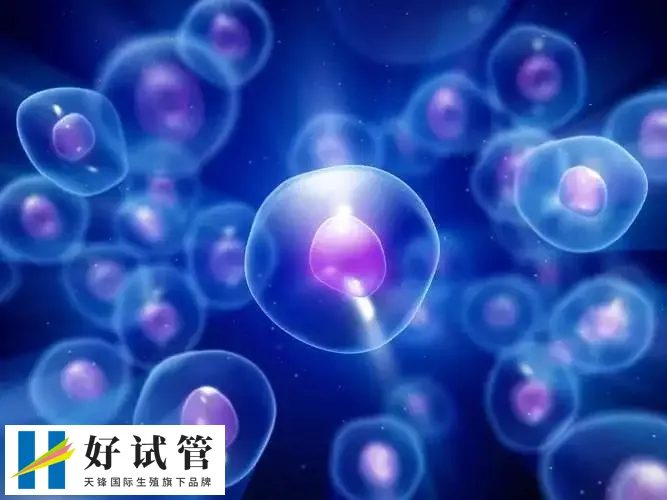 第三代试管婴儿月经检查后第二天可以立即促排卵吗?(图1) 第三代试管婴儿月经检查后第二天可以立即促排卵吗?(图1)