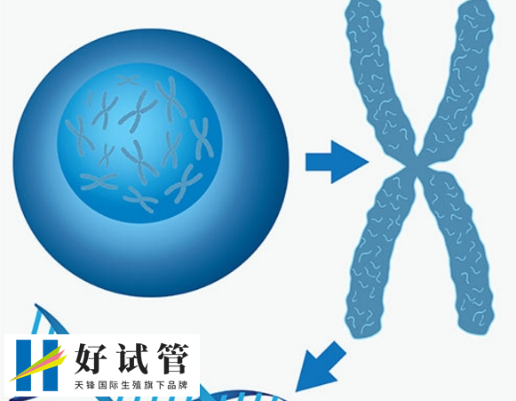老夫妇三代试管婴儿成功率高吗?试管价格详细清单(图1) 老夫妇三代试管婴儿成功率高吗?试管价格详细清单(图1)