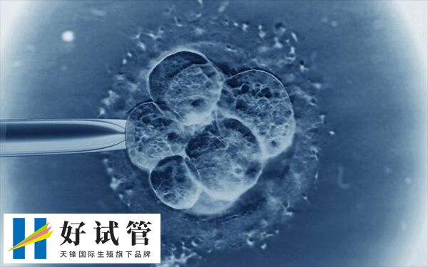 移植6天囊胚的成功率是多少(图1) 第六天的囊胚还分为不同的质量级别