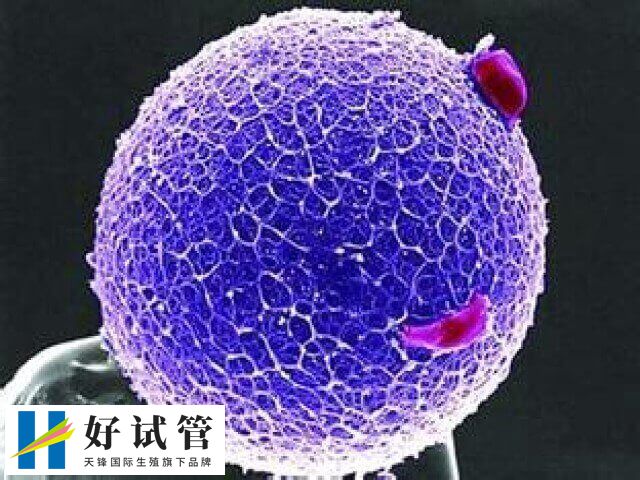 4bc的囊胚质量如何(图1) 4BC的质量属于中等级别