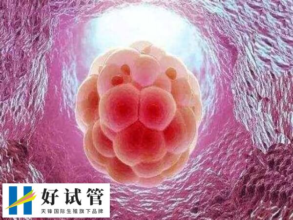 6ac的囊胚质量怎么样(图1) 6ac和6aa囊胚的质量被认为是非常优质的