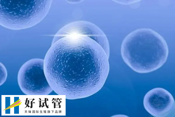 取卵5个卵泡是否可以做三代试管吗(图3) 卵子质量较好成功概率就比较高