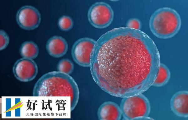 c级胚胎移植有成功的你要知,年轻女性受孕率高达30%(图1) C级滋养外胚层胚胎的活产率低于B级