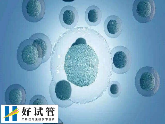 多次促排卵治疗对身体有没有影响(图1) 促排卵可以促进卵泡的发育和成熟