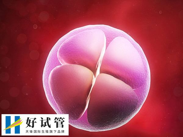 试管婴儿移植后宫外孕几率大不大(图1) 试管移植后宫外孕的可能性可达到5-8%
