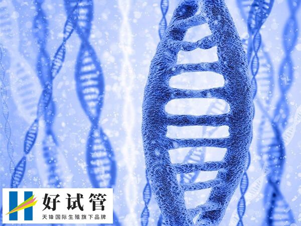 染色体cnv缺失是什么意思(图3) 胚胎染色体CNV缺失移植后风险高