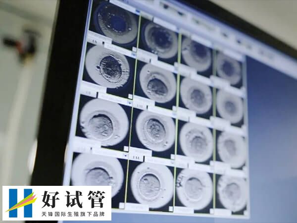 如果都是四级胚胎怎么办(图1) 四级胚胎仍有潜在发育能力