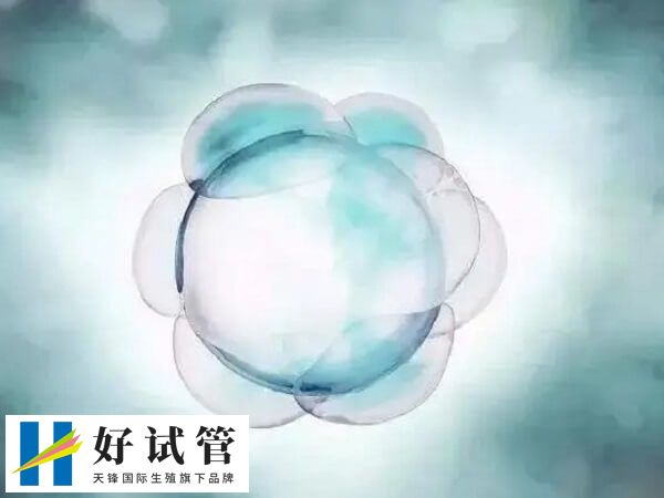 如何改善一卵多精的情况(图2) 一卵多精的胚胎通常存在发育潜能低