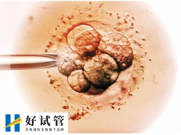 6天的5bc囊胚移植成功率高不高(图3) 5bc囊胚并不优质