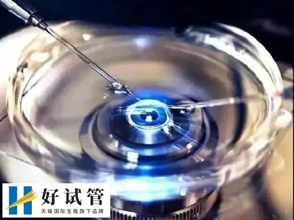 试管短方案的可不可以移植鲜胚(图1) 移植鲜胚前还需满足一定的条件