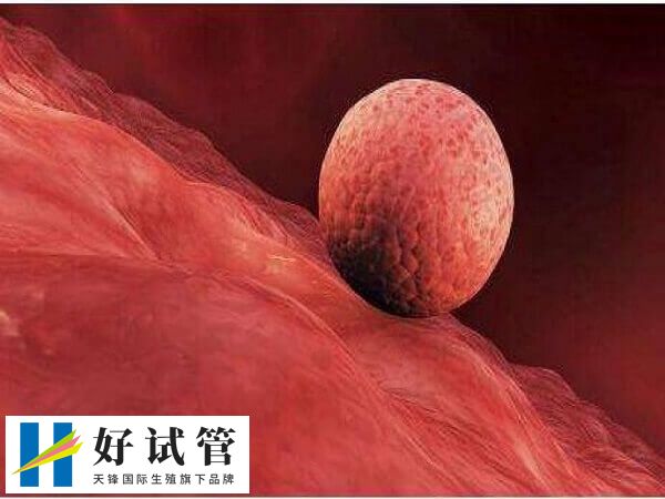 试管婴儿鲜胚移植后最晚着床时间是5天还是7天?(图1) 鲜胚移植最晚7天着床