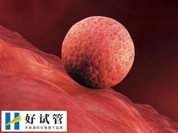 供卵移植失败的原因(图2) 子宫内膜容受性低是供卵移植失败的原因之一