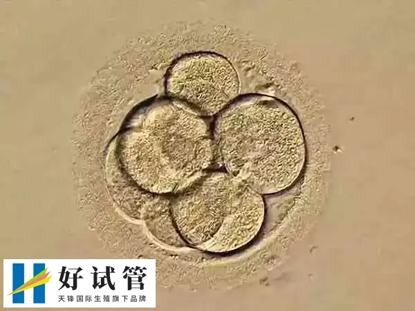 ppos方案要不要打防排针(图1) ppos方案是高孕激素促排卵方案