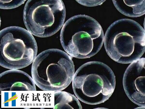 鲜胚移植12天有什么感觉(图1) 鲜胚移植着床后可能会出现出血